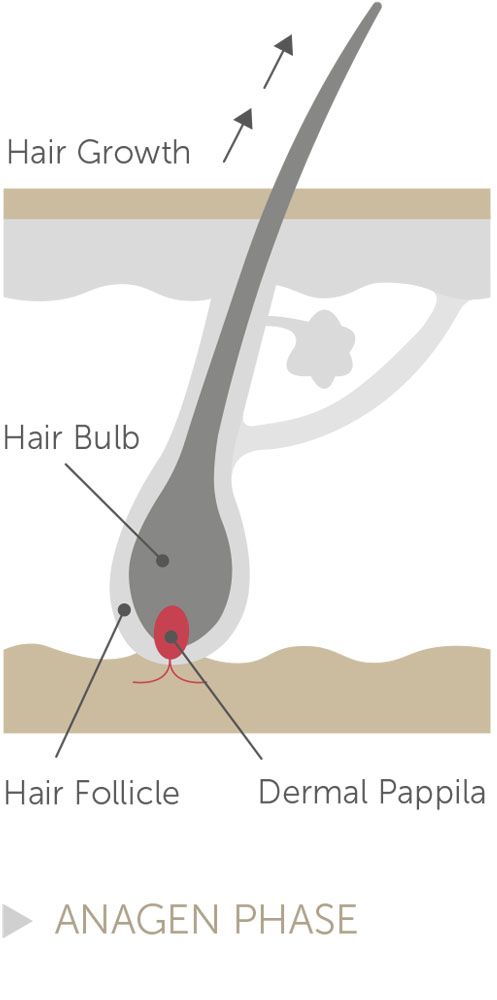 THE HAIR GROWTH CYCLE | Paxman Hair Care Blog